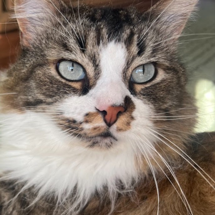 I Love Cats