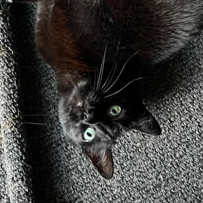 I Love Cats