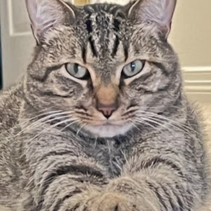I Love Cats