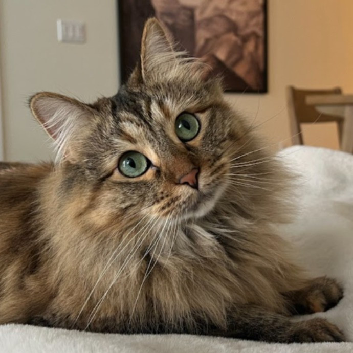 I Love Cats