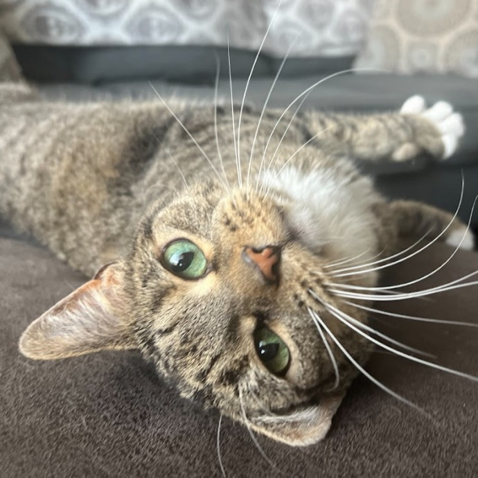 I Love Cats