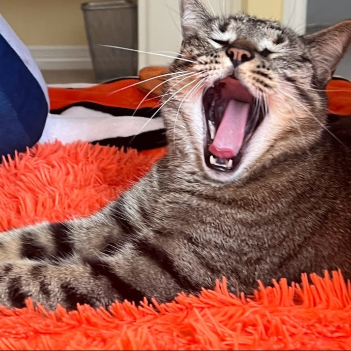 I Love Cats