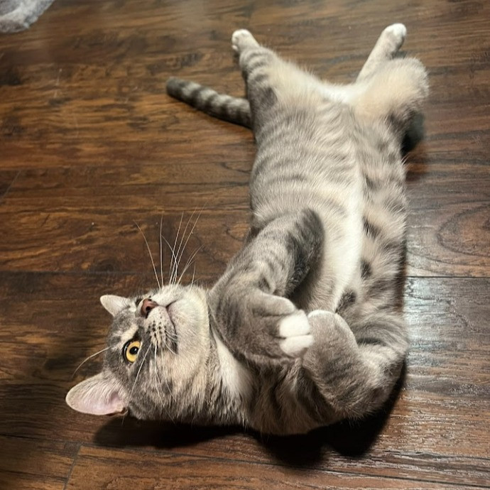 I Love Cats