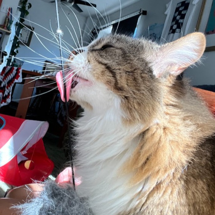 I Love Cats