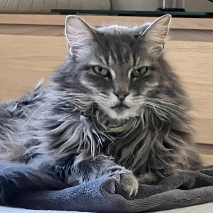 I Love Cats