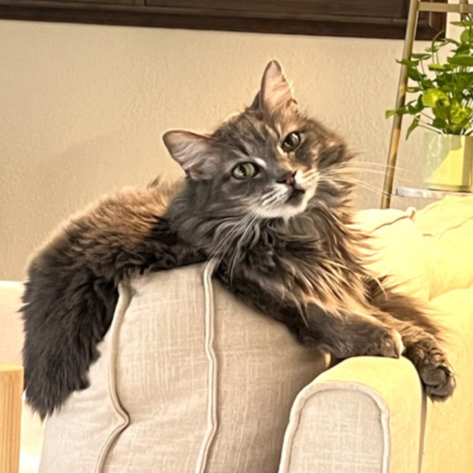 I Love Cats photo 3