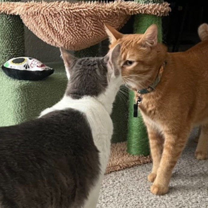 I Love Cats photo 2