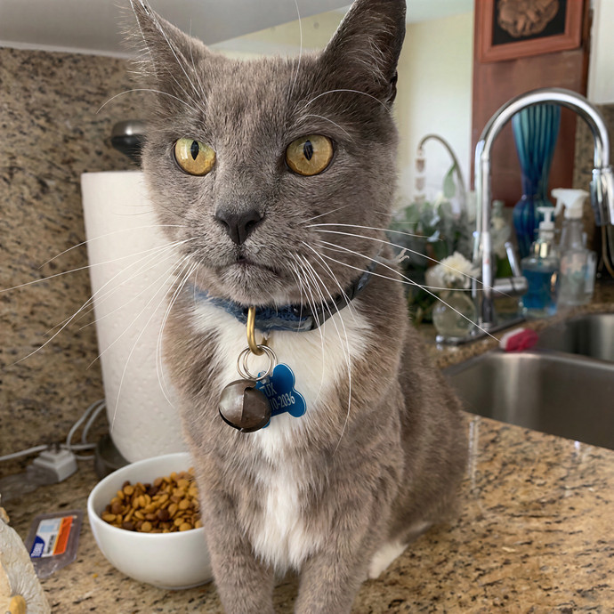 Jody's Purrfect Kitty Sitting