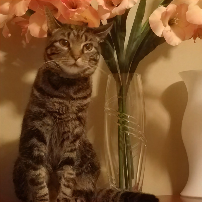 Jody's Purrfect Kitty Sitting