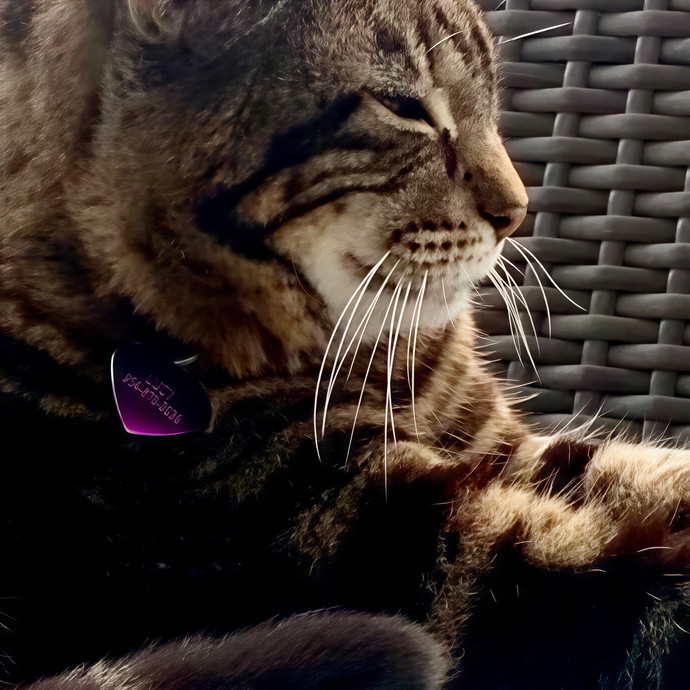 Jody's Purrfect Kitty Sitting photo 3