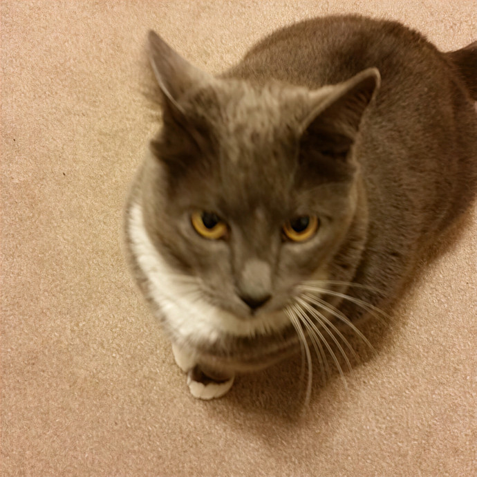 Jody's Purrfect Kitty Sitting photo 2