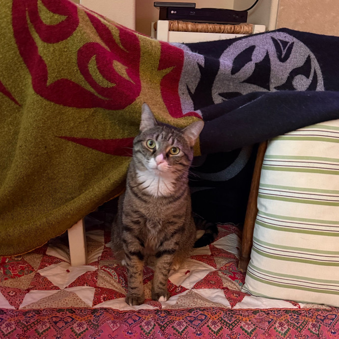 Calm Approachable Loving Cat Sitter
