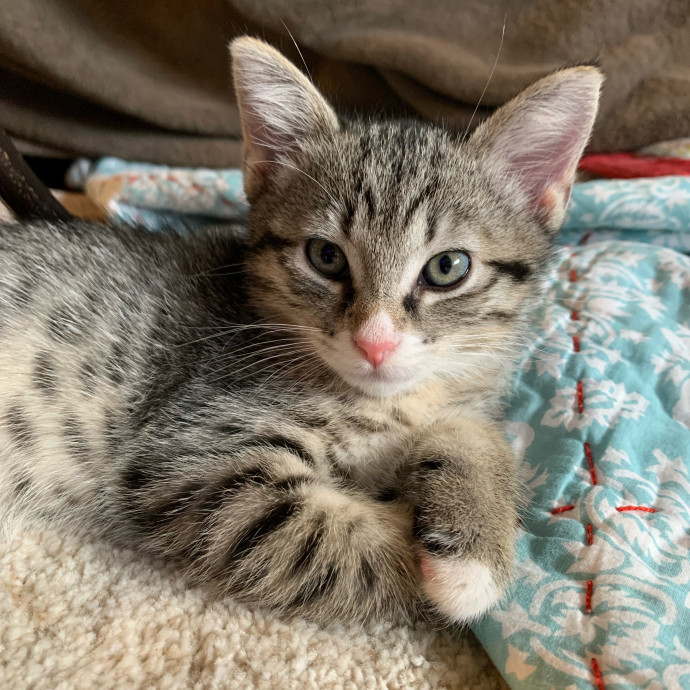Calm Approachable Loving Cat Sitter