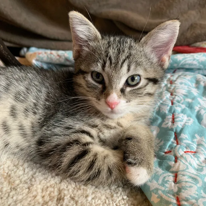 Calm Approachable Loving Cat Sitter