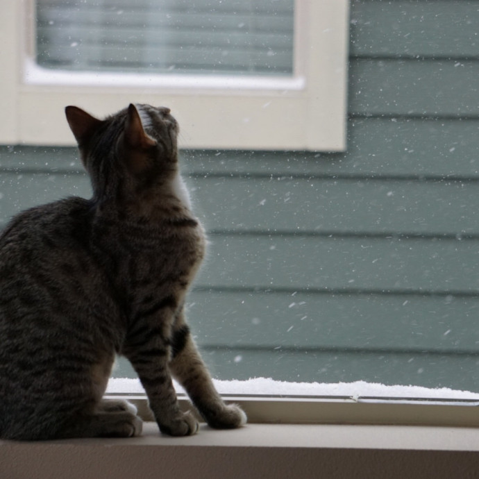 Calm Approachable Loving Cat Sitter