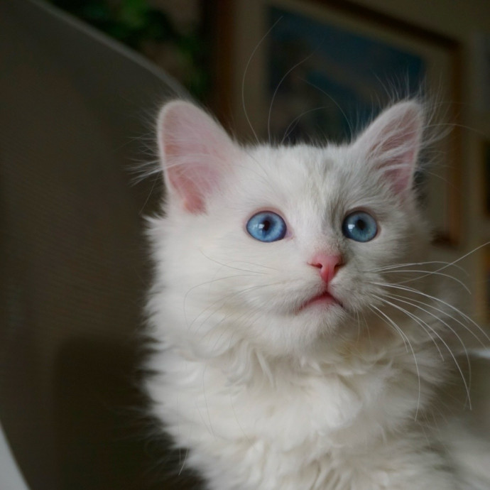 Calm Approachable Loving Cat Sitter photo 3