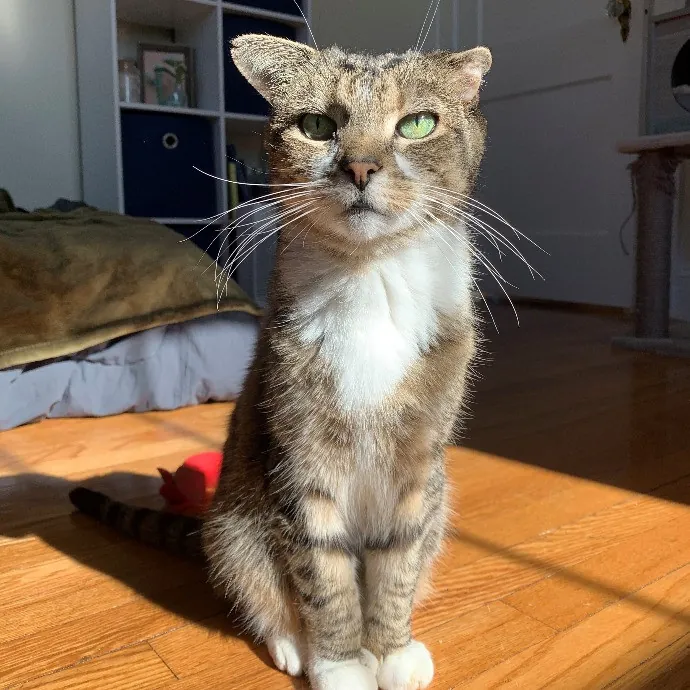 Your Kitty's New Bestie