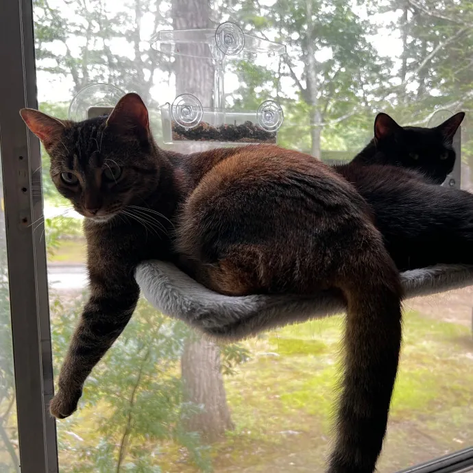 Your Kitty's New Bestie