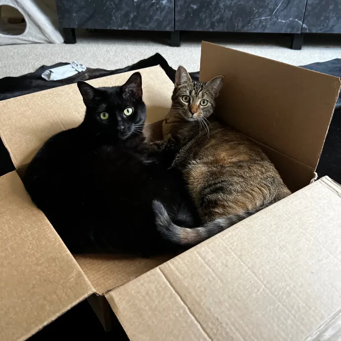 Your Kitty's New Bestie