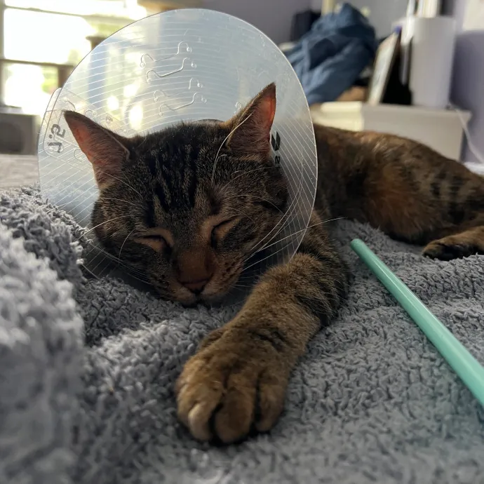 Your Kitty's New Bestie