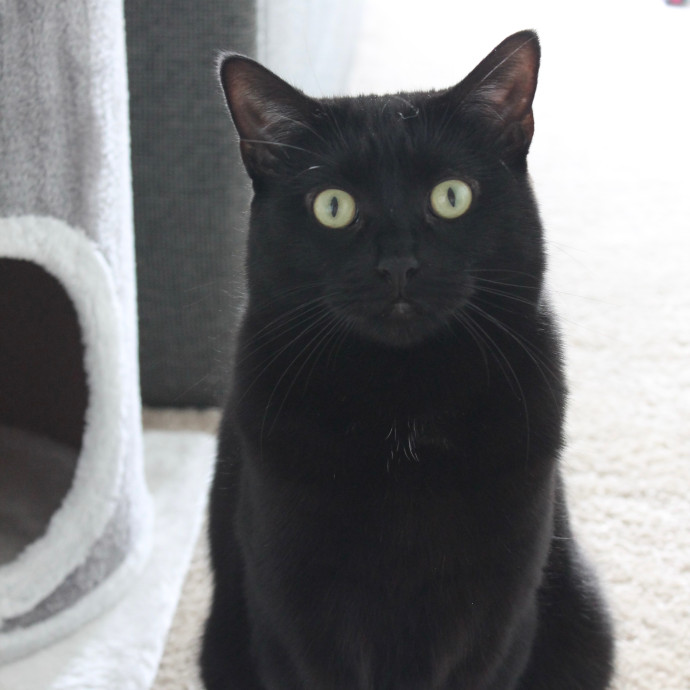 Your Kitty's New Bestie