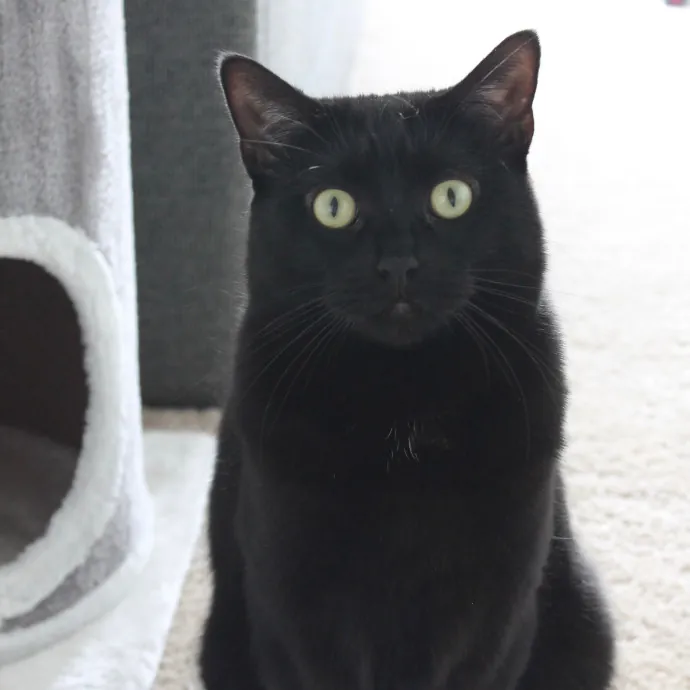 Your Kitty's New Bestie