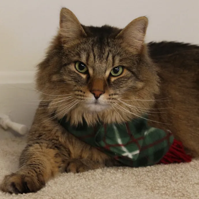 Your Kitty's New Bestie