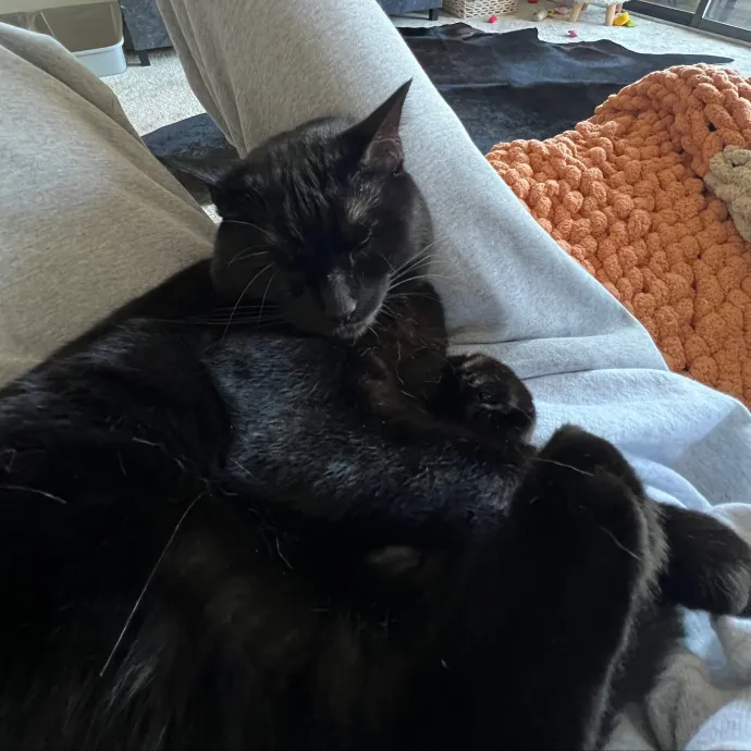 Your Kitty's New Bestie