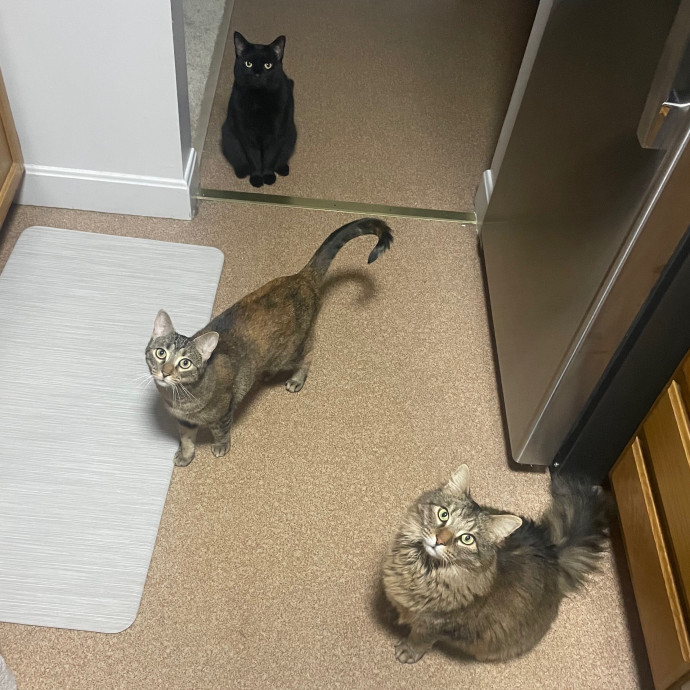 Your Kitty's New Bestie