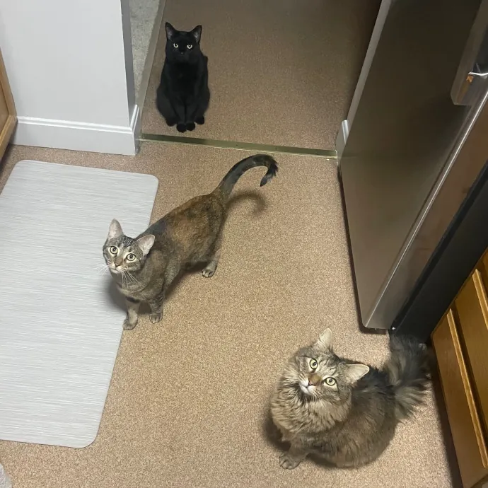 Your Kitty's New Bestie