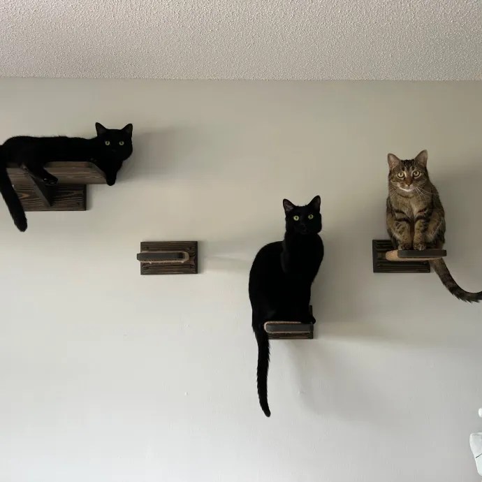 Your Kitty's New Bestie