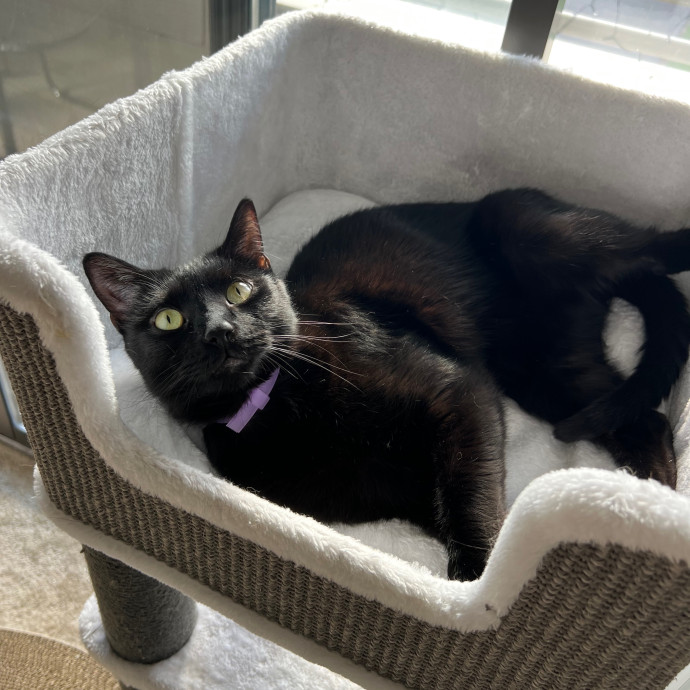 Your Kitty's New Bestie