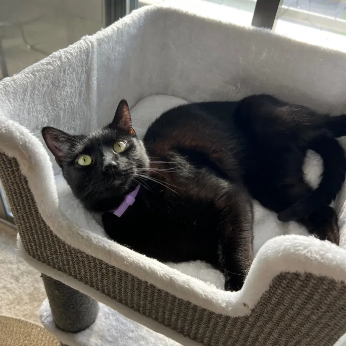 Your Kitty's New Bestie