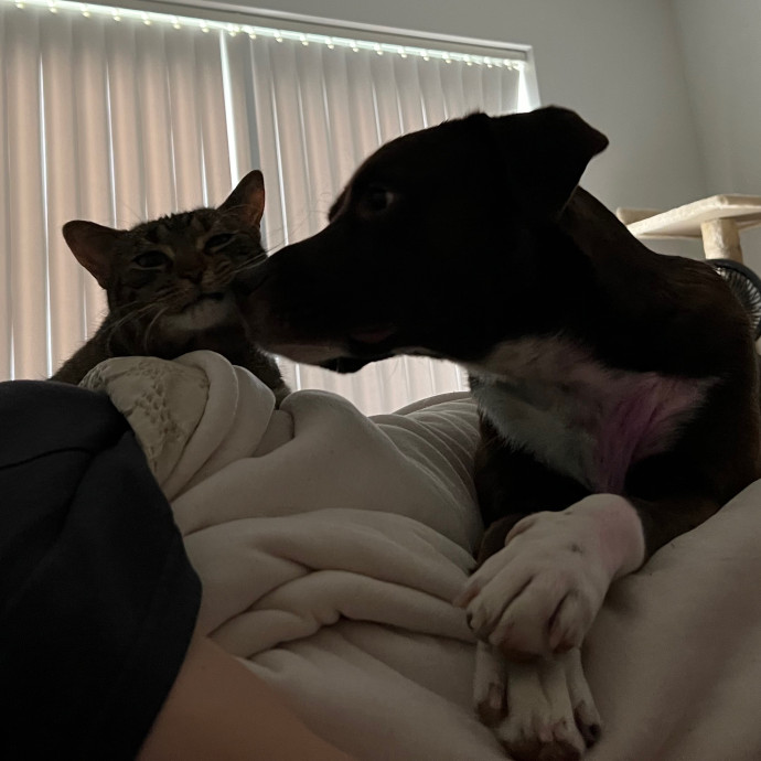 Your Kitty's New Bestie