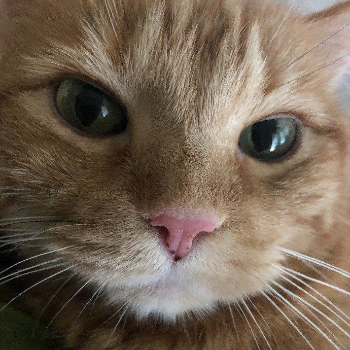 Angela's Purrfect Pet Services