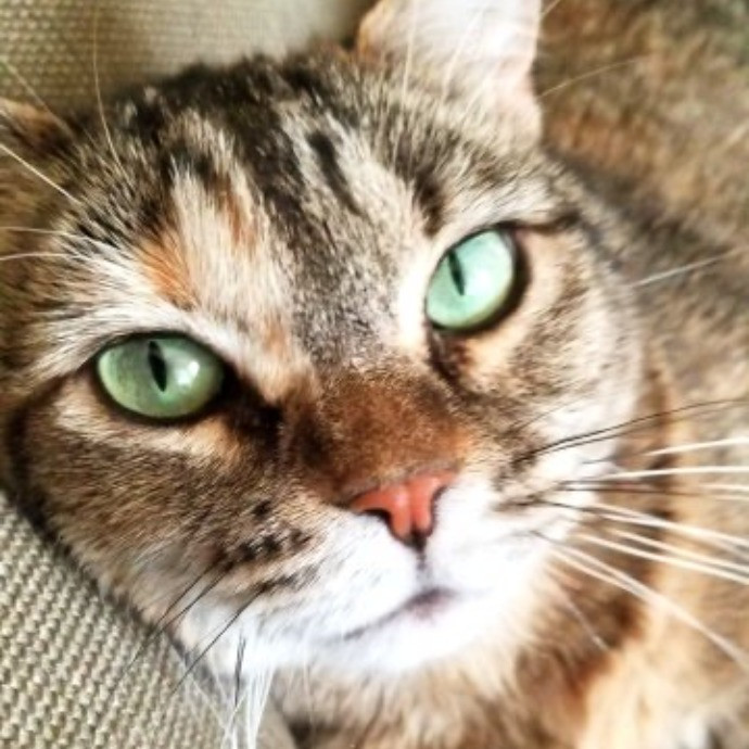 Angela's Purrfect Pet Services