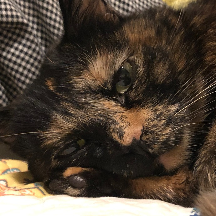 Angela's Purrfect Pet Services