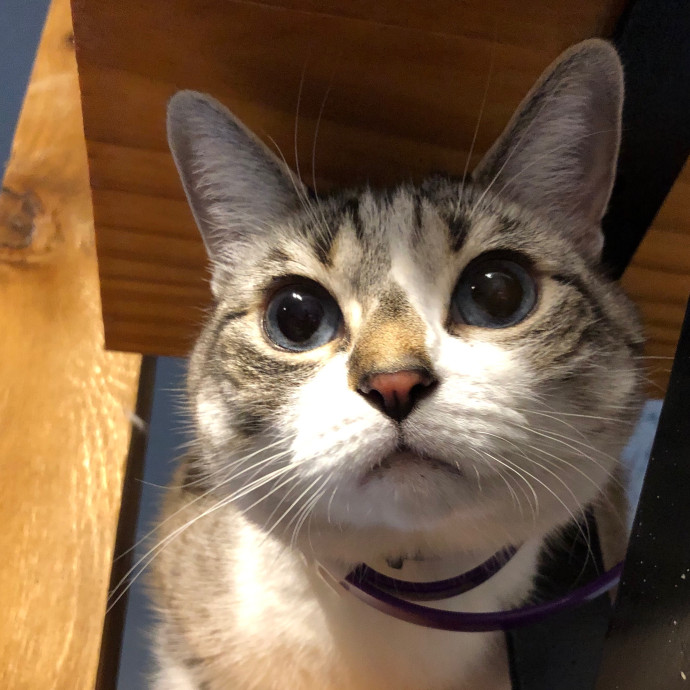 Angela's Purrfect Pet Services