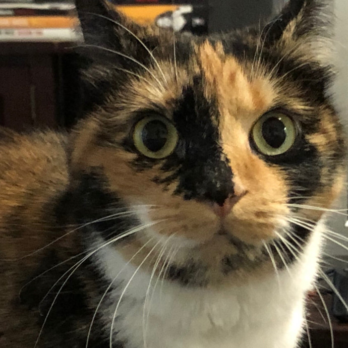 Angela's Purrfect Pet Services