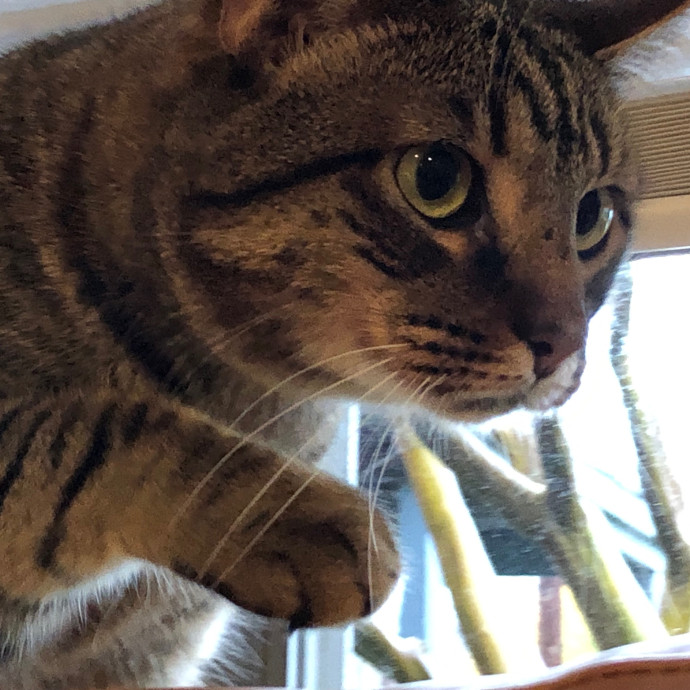 Angela's Purrfect Pet Services