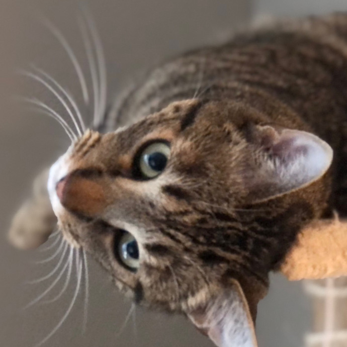 Angela's Purrfect Pet Services