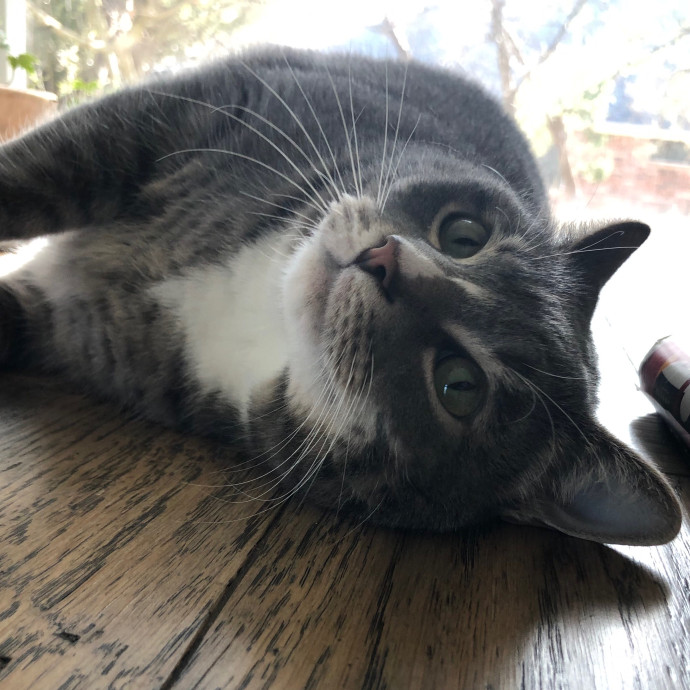 Angela's Purrfect Pet Services