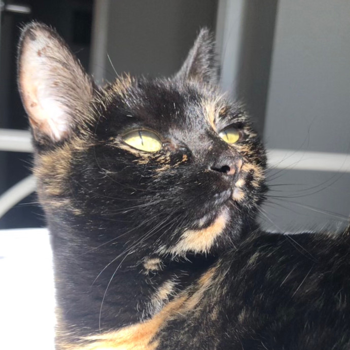Angela's Purrfect Pet Services