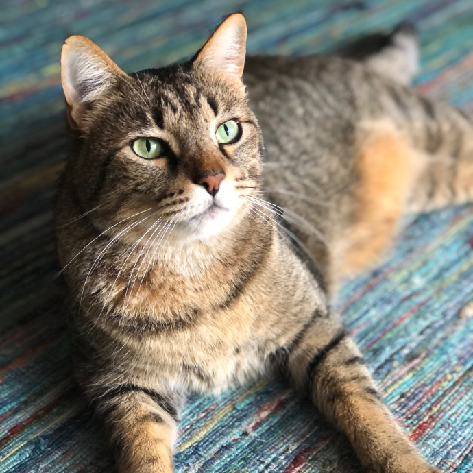 Angela's Purrfect Pet Services
