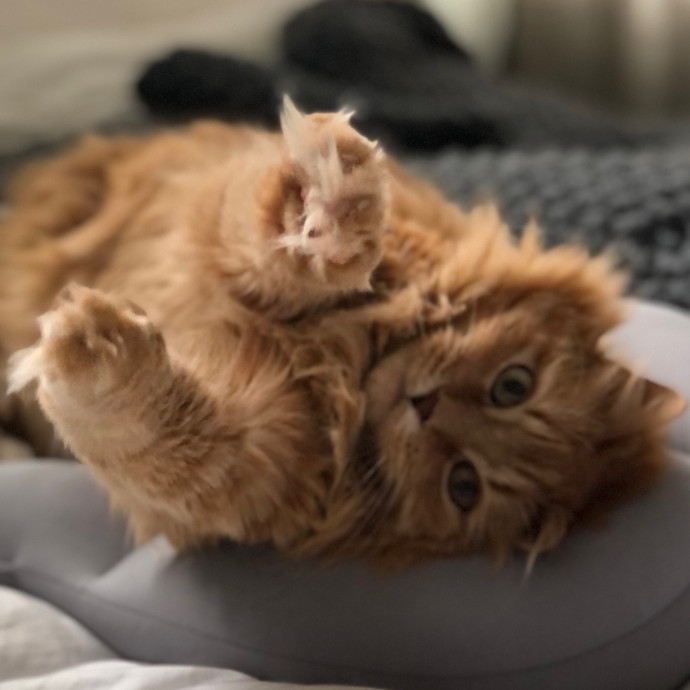 Angela's Purrfect Pet Services