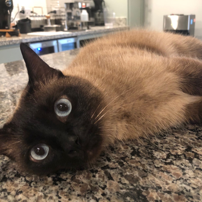 Angela's Purrfect Pet Services