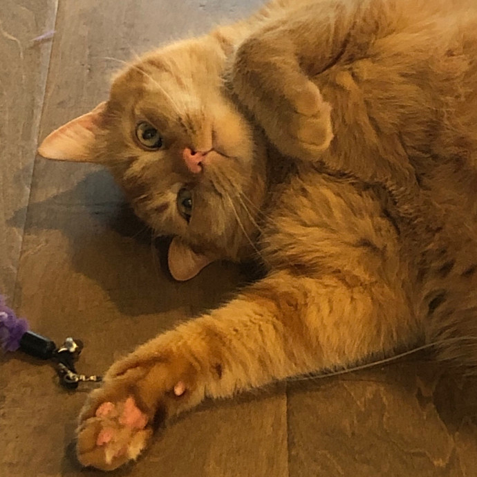 Angela's Purrfect Pet Services