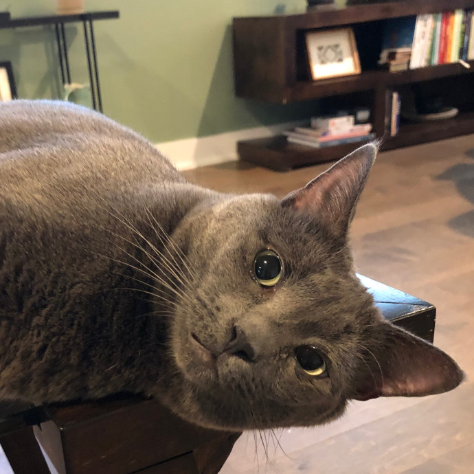 Angela's Purrfect Pet Services