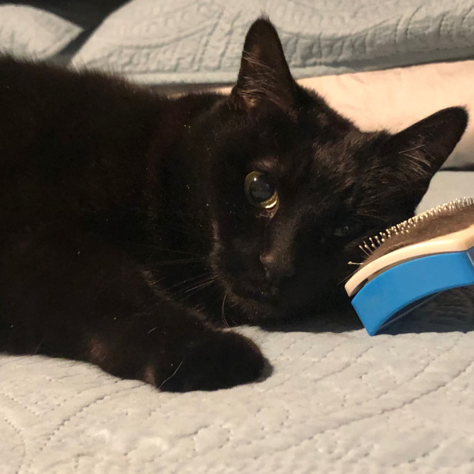 Angela's Purrfect Pet Services