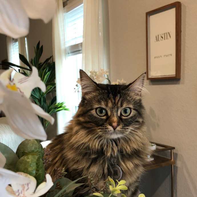 Angela's Purrfect Pet Services